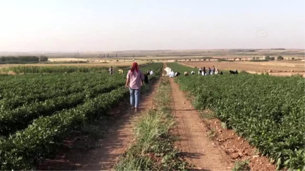 Çiftçilerin "acı" hasadı başladı