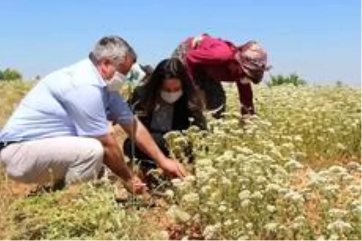 Çizmeleri giyen kadın kaymakam kekik hasadına katıldı