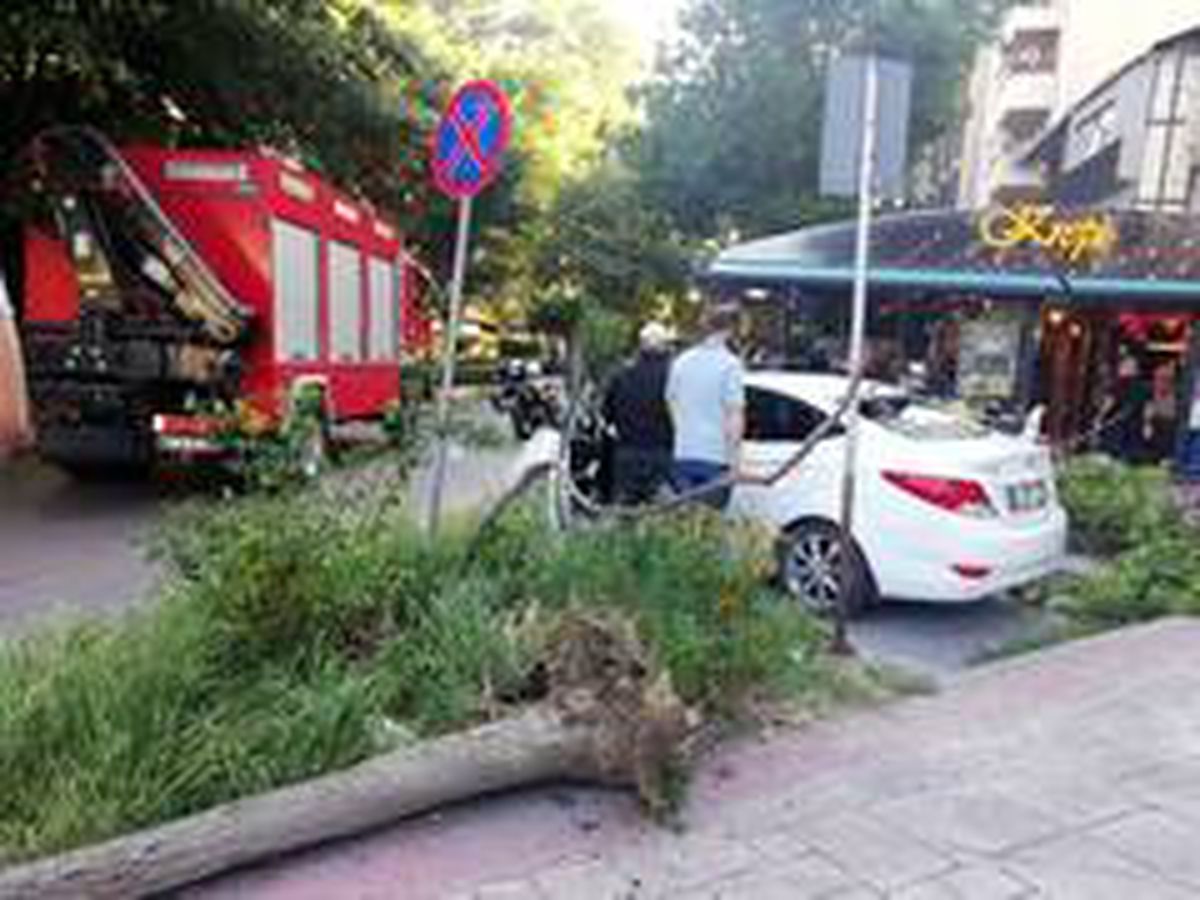 Devrilen ağaç otomobilin arka camını patlattı