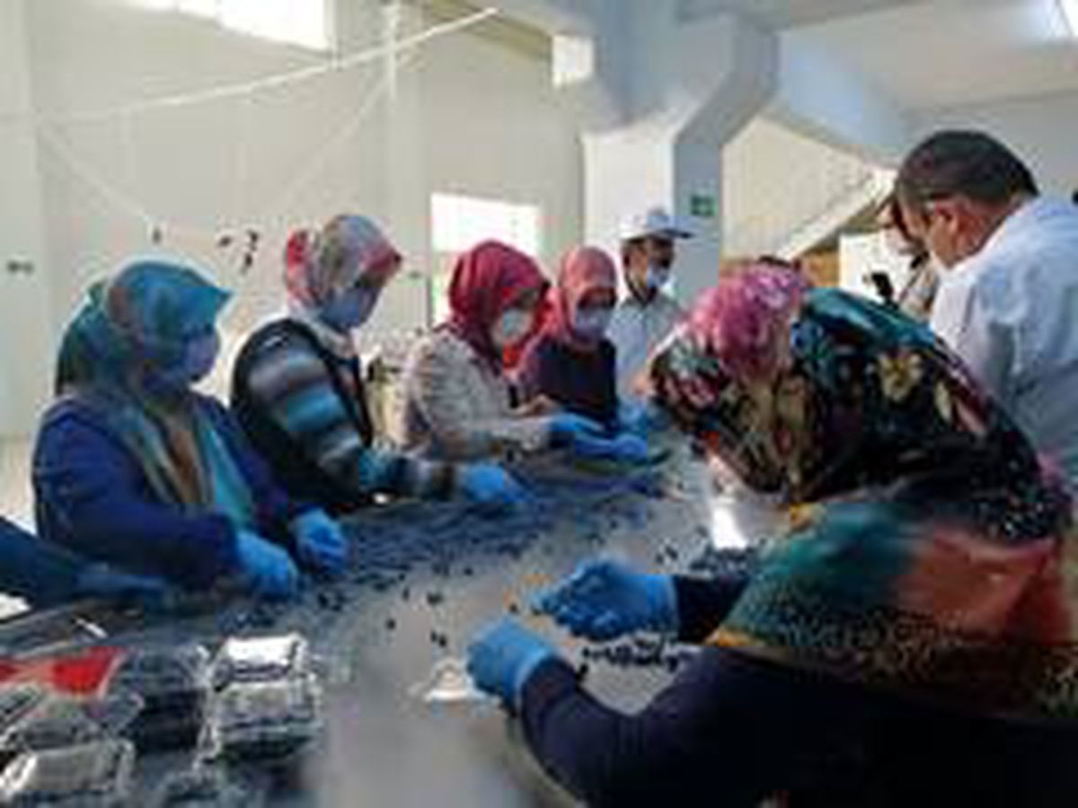 Dünyanın yaban mersini Bursa\'da üretiliyor
