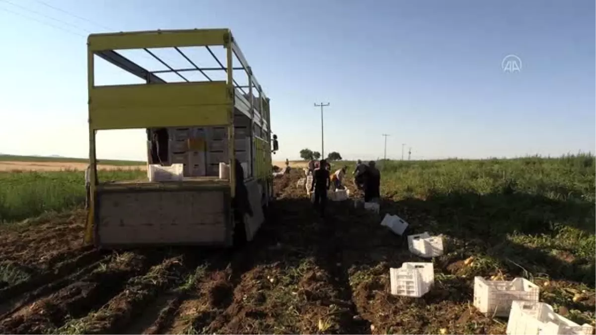 Son dakika! Erkenci patateste verim ve kalite yüz güldürdü