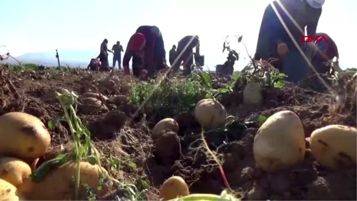 Niğde\'de patates hasadı başladı