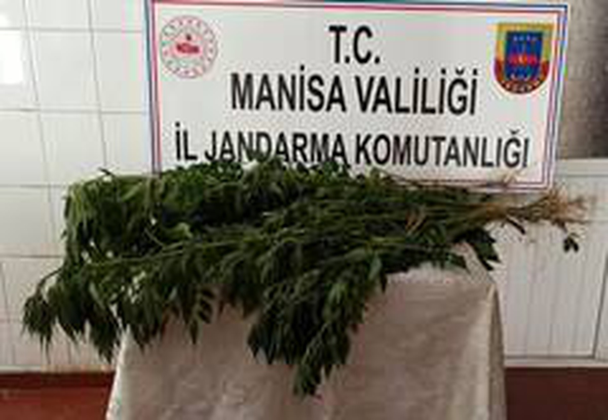 Ormanlık alanları kenevir tarlasına çevirdiler
