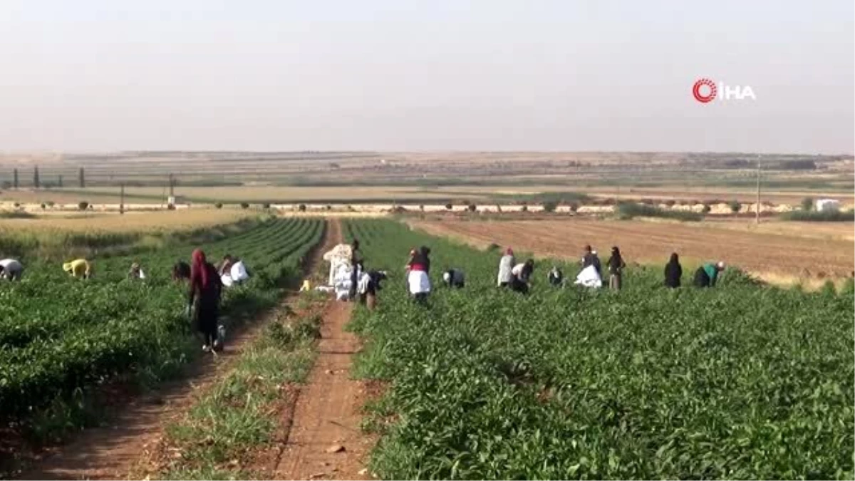 Suriye sınırında en acı hasat