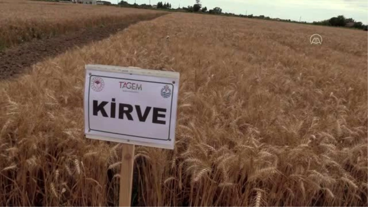 Tescillenen yerli ve milli ekmeklik buğday tohumu "Kirve"nin tanıtımı yapıldı