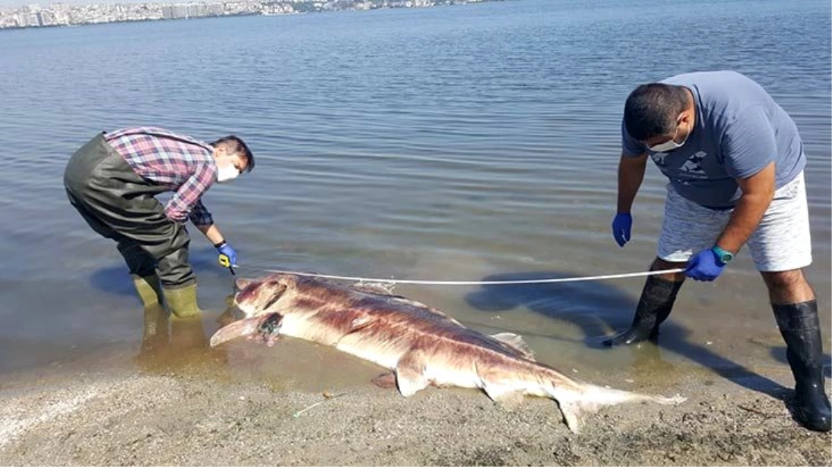 1970\'ten bu yana Türkiye\'de hiç görülmeyen mersin balığı Küçükçekmece Gölü\'nde ölü bulundu
