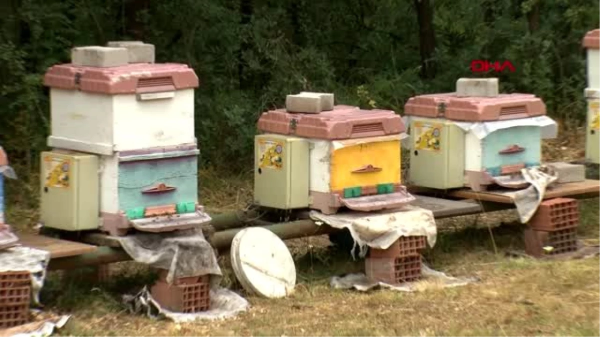 BURSA Klimalı kovan, arı ölümlerinin yüzde 95 önüne geçti