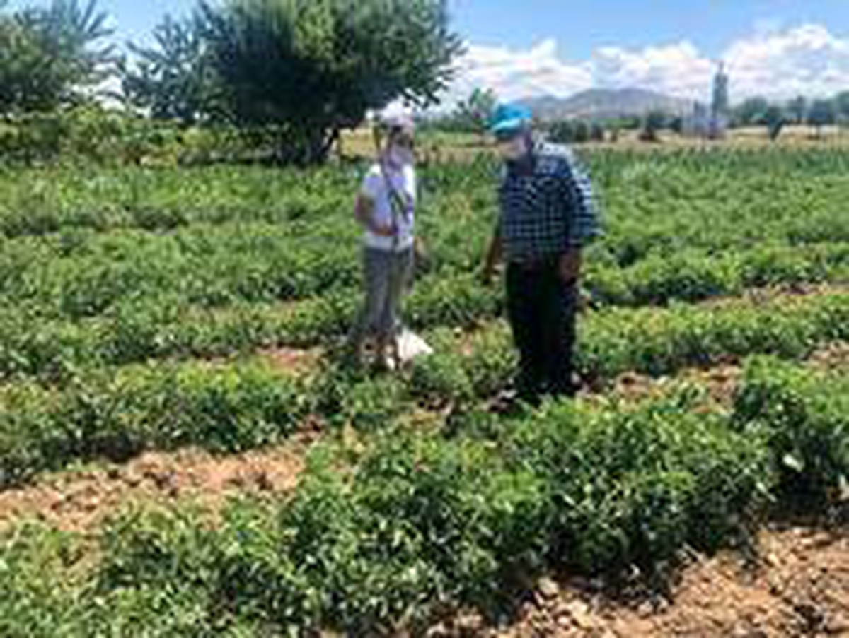 Domateslerdeki \'Mildiyö\' hastalığına karşı ilaçlama tavsiyesi