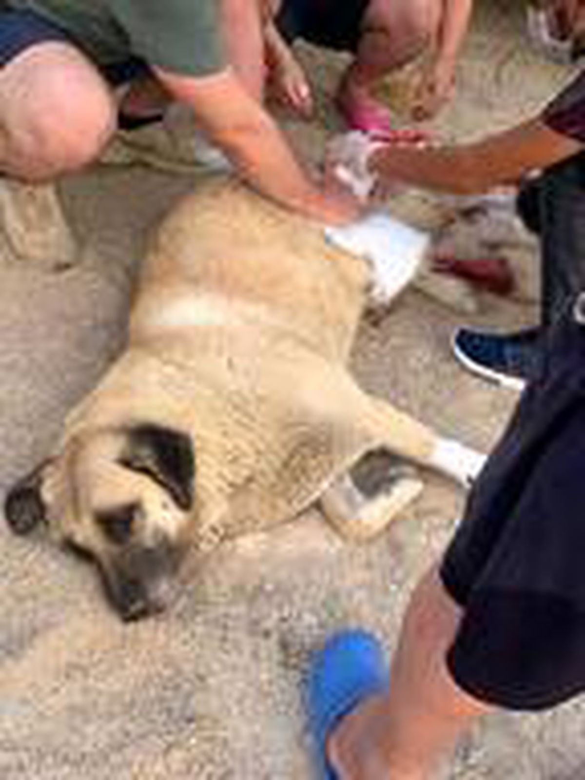 Evin önünde havladı, diye köpeği bıçakladı
