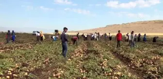 Gaziantep'te patates hasadı başladı