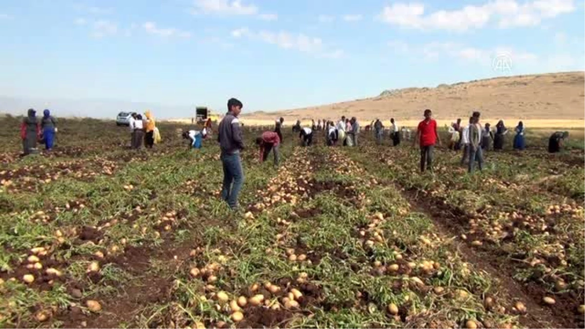 Gaziantep\'te patates hasadı başladı