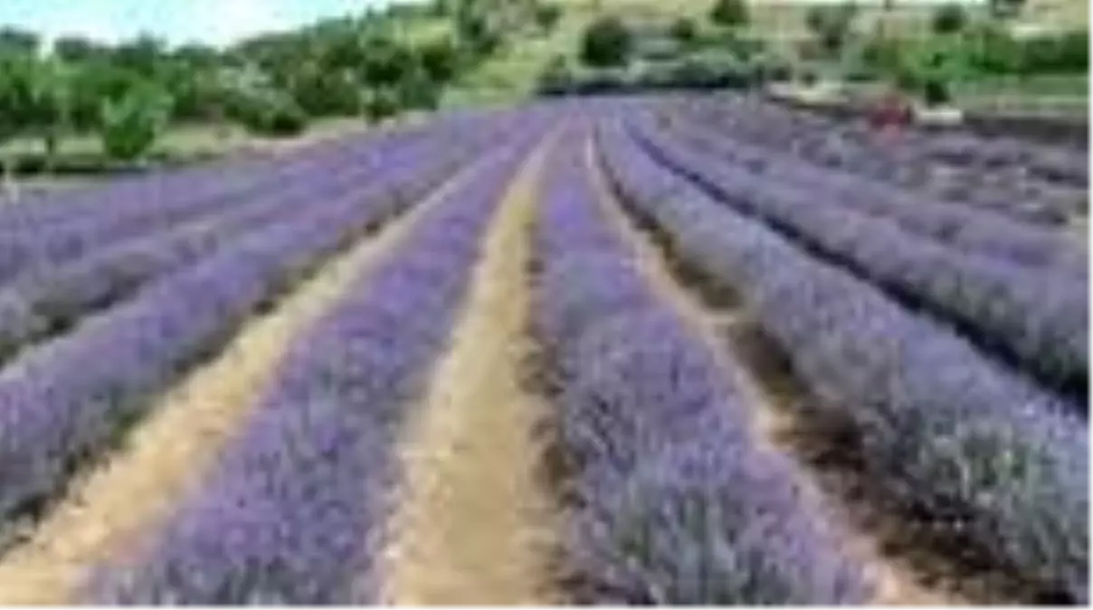 Hayallerine lavanta bahçesi ile kavuştu