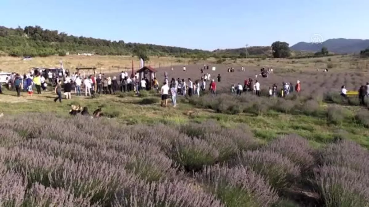 Son dakika haberleri: Lavanta bahçelerinde hasat heyecanı