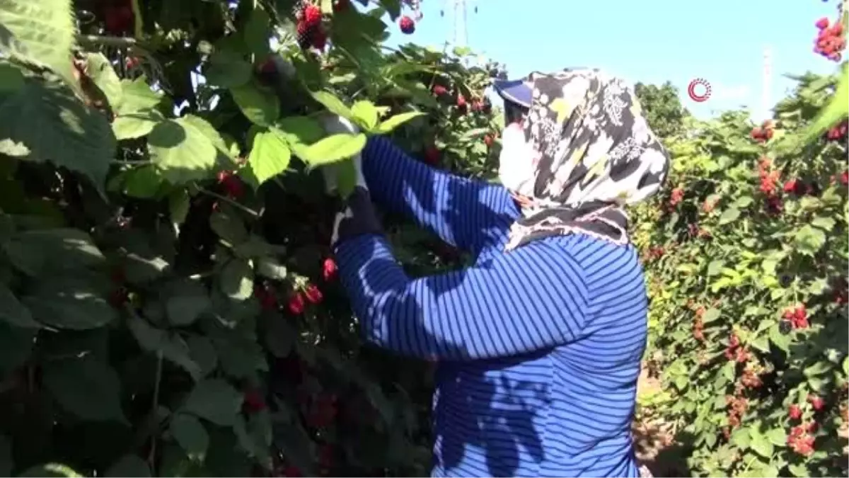 (MERSİN - ÖZEL Mersin\'de böğürtlen hasadı başladı