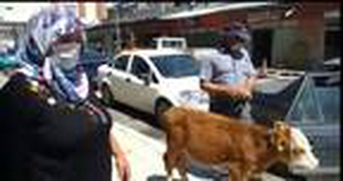 Son dakika haberi! Rahatsızlanan buzağıyı maske takıp veterinere götürdüler