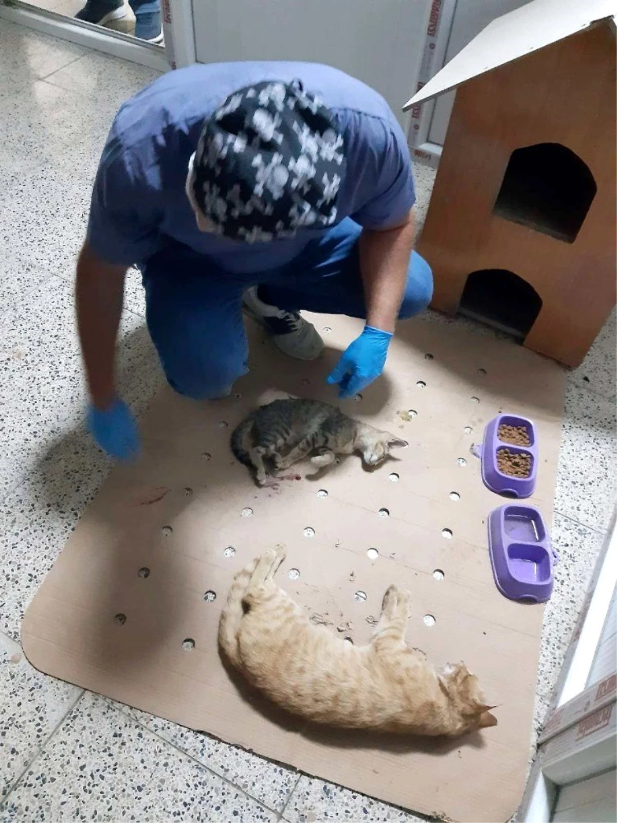 Aracın çarptığı kediler tedavi altına alındı