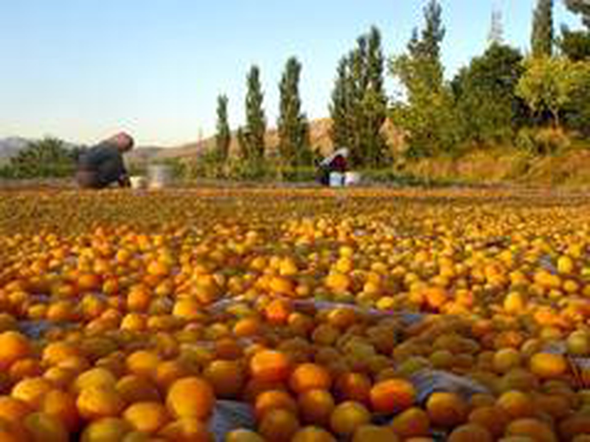 Sarı\'nın kahve rengine yolculuğu