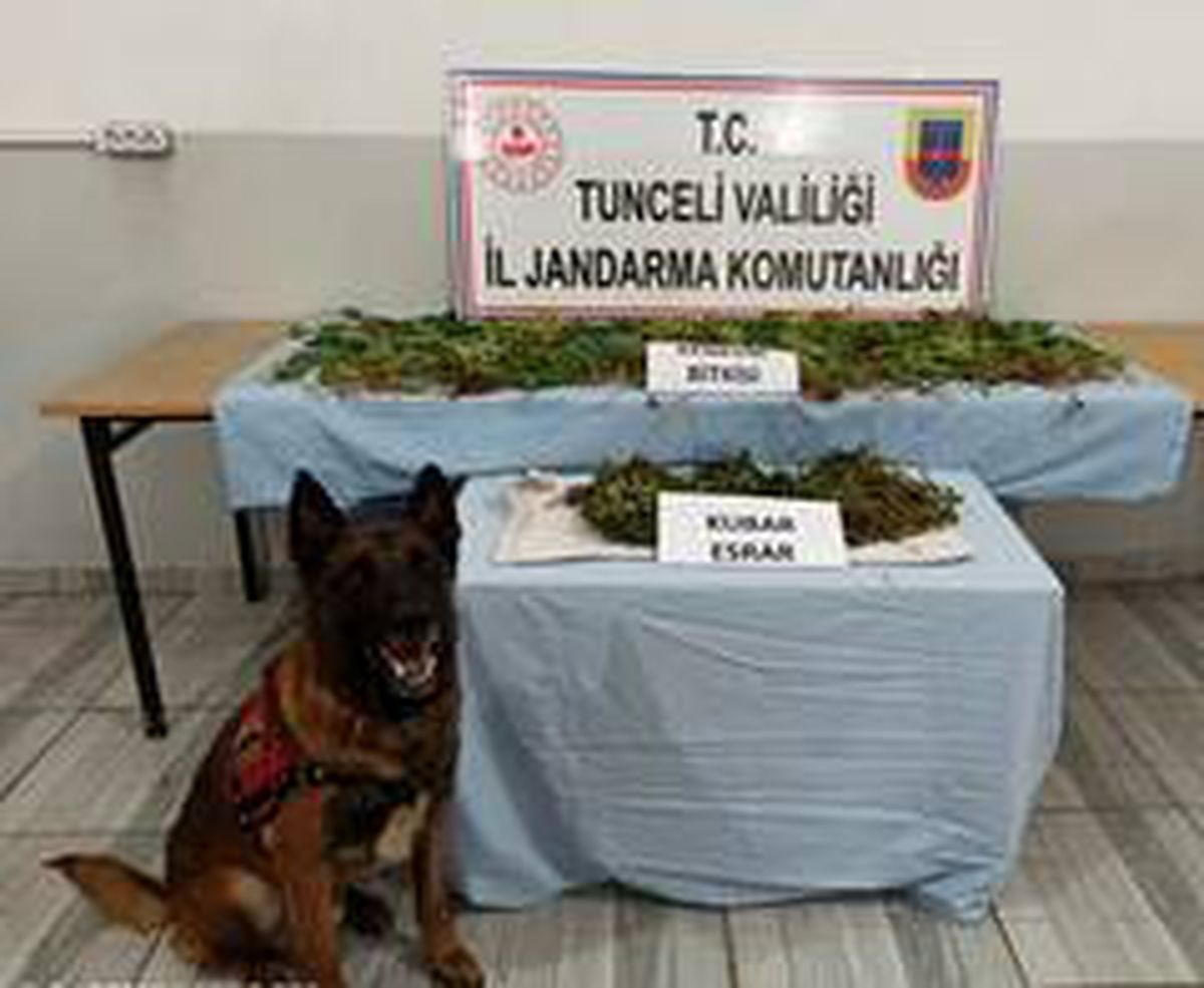 Tunceli\'de kubar esrar ve hint keneviri ele geçirildi