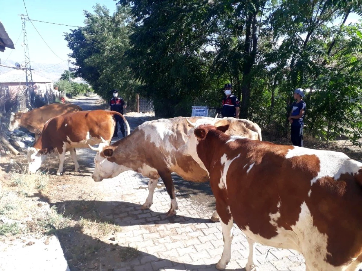 Elazığ\'da kayıp hayvanları jandarma drone ile buldu