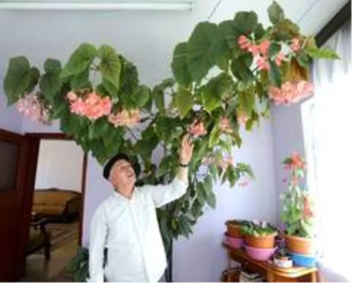 Son Dakika | Eşinin hatırasını yaşatmak için gözü gibi baktığı çiçek bütün odayı kapladı