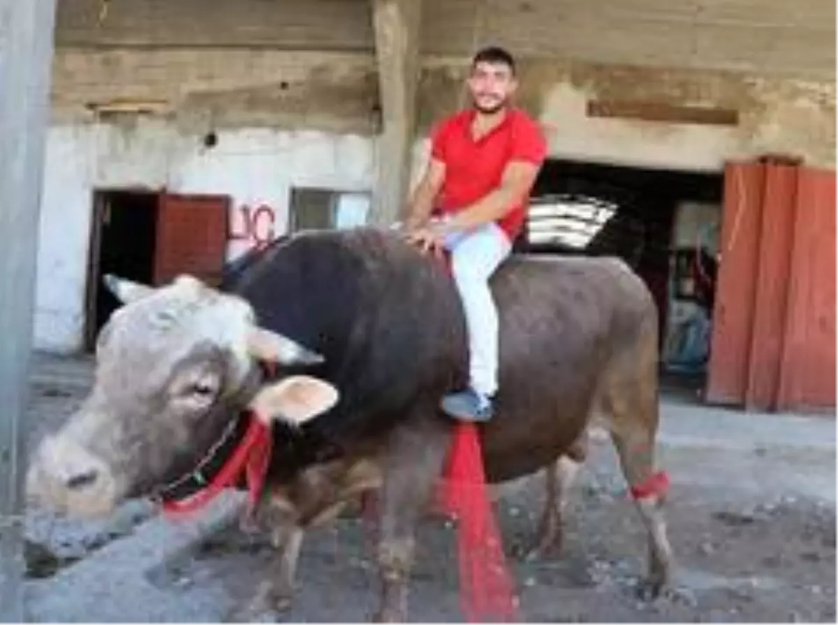 Gözü gibi baktığı boğanın üstünde matador gibi poz verdi