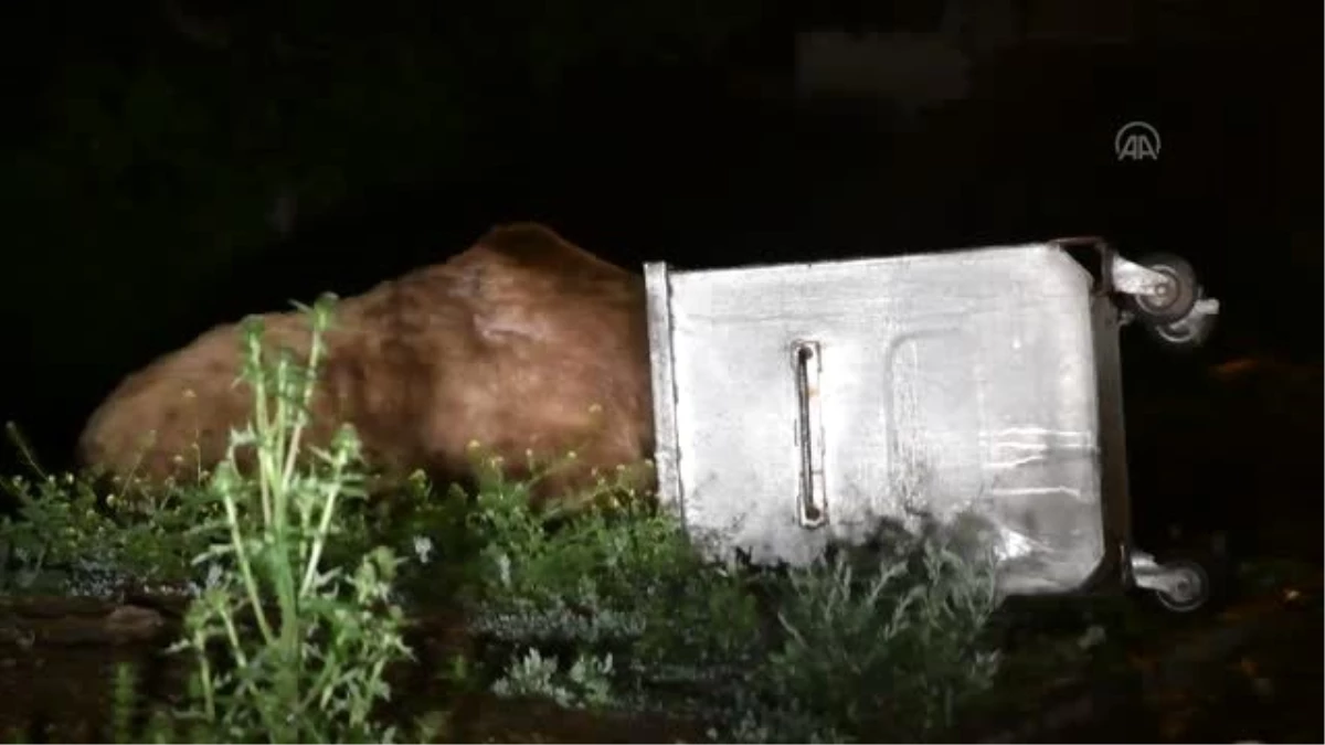 Sarıkamış\'ta yerleşim yerlerine inen ayılar, çöp konteynerinden beslenip ormana döndü