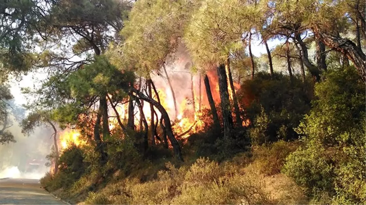 Son Dakika: Heybeliada\'da çıkan orman yangını, kontrol altına alındı