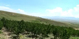 Ahlat'ta kiraz hasadı başladı