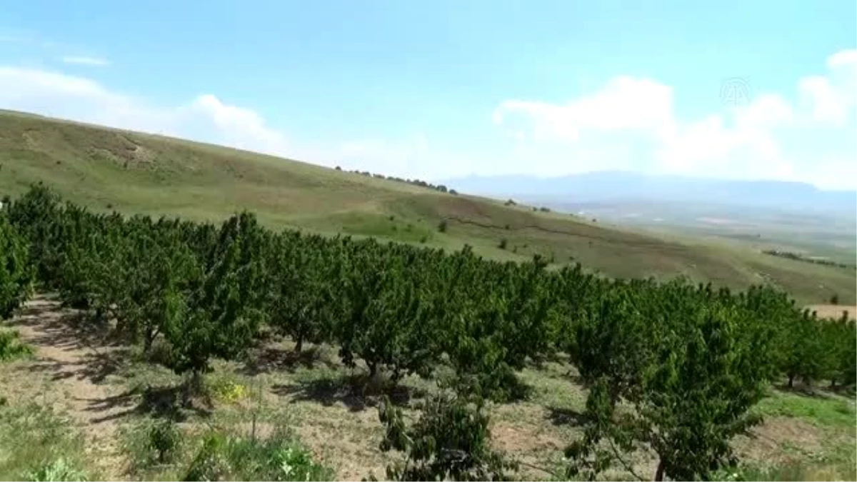 Ahlat\'ta kiraz hasadı başladı