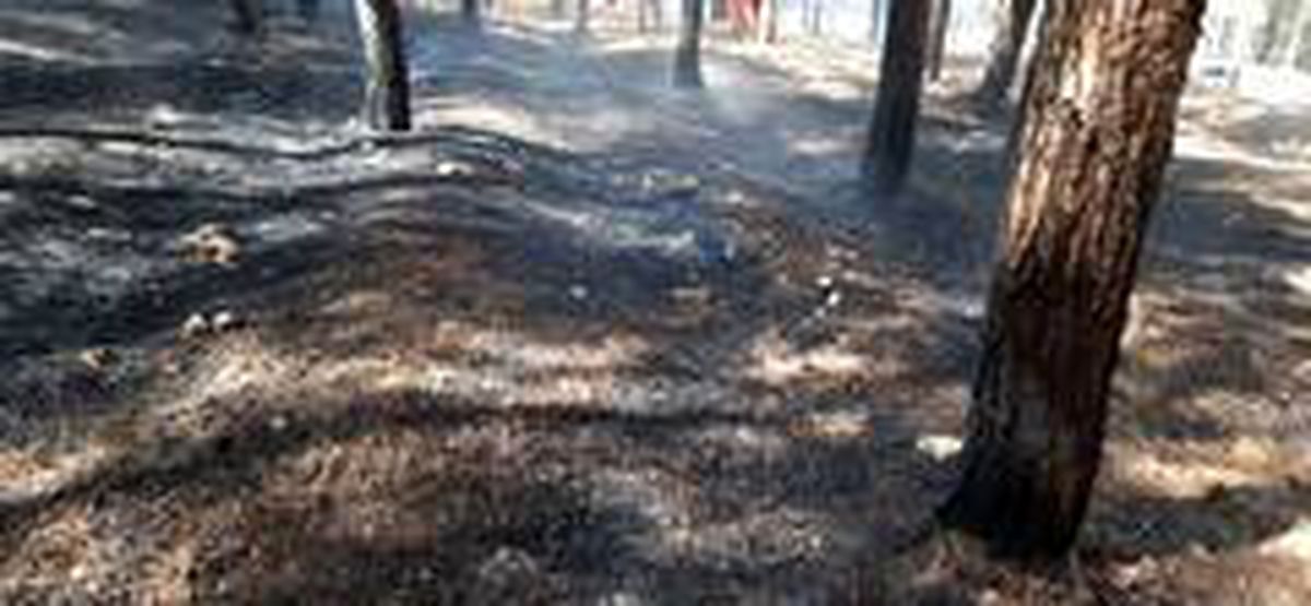 Kahramanmaraş\'ta orman yangını