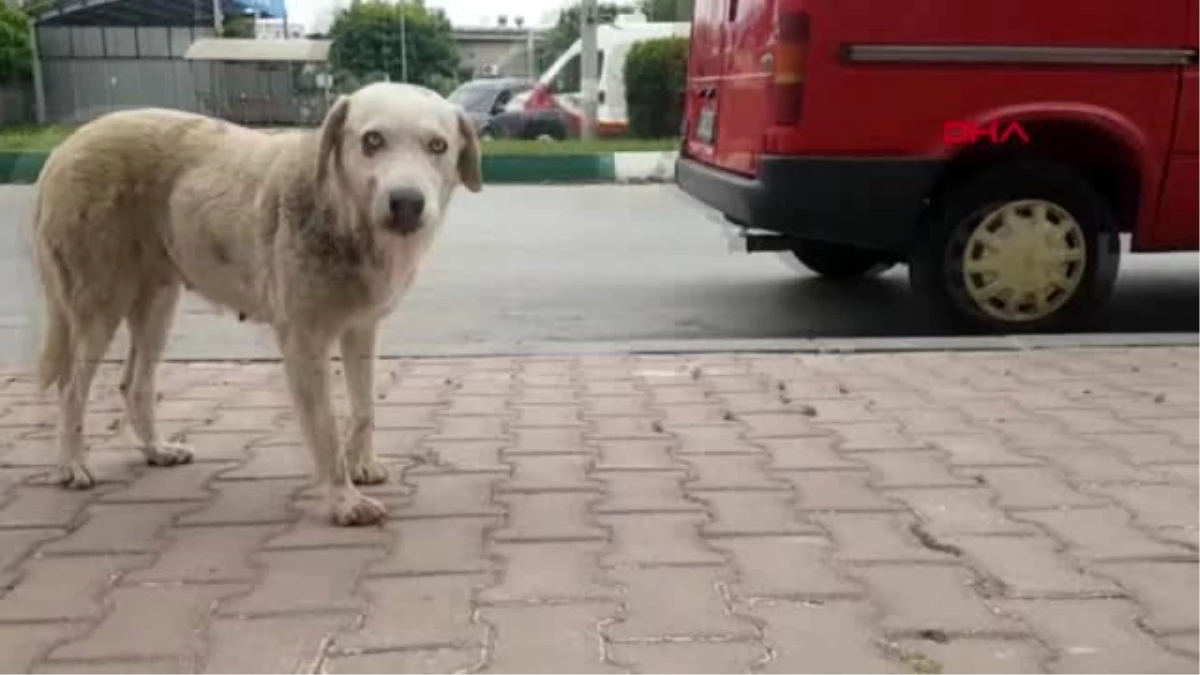 OSMANİYE Trafik kazasında dili kesilen köpek tedavi edildi