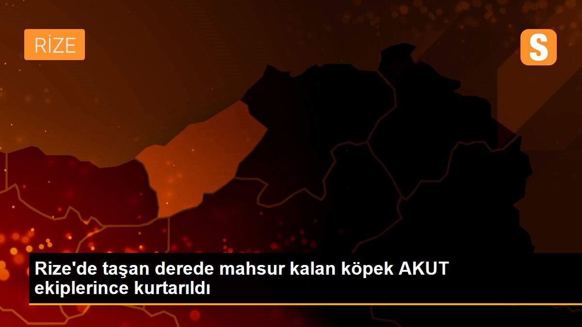 Rize\'de taşan derede mahsur kalan köpek AKUT ekiplerince kurtarıldı