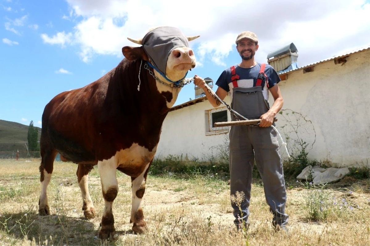 Günlük 9 kilo yem yiyen 1 tonluk boğa, alıcılarını bekliyor