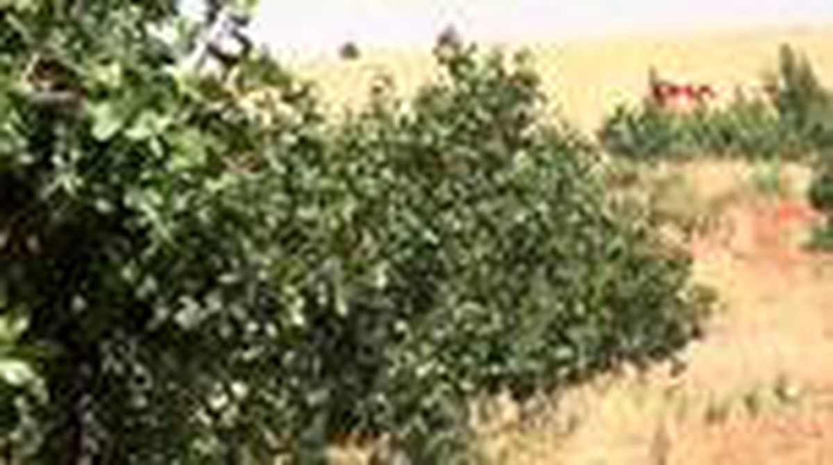 ŞANLIURFA ANTEP FISTIĞI\'NDA VERİM KAYBINI ÖNLEYEN İLAÇ ŞANLIURFA\'DA ÜRETİLDİ