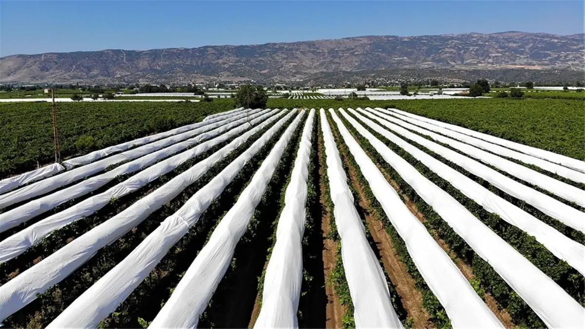 Sarıgöl Ovası beyaz örtüyle kaplanıyor