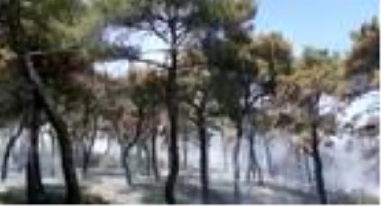 Son dakika haberi | Gelibolu\'da 6 hektar ormanlık alan yandı