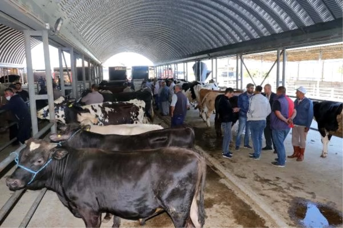 Keşan\'da, kurban pazarında hareketlilik başladı