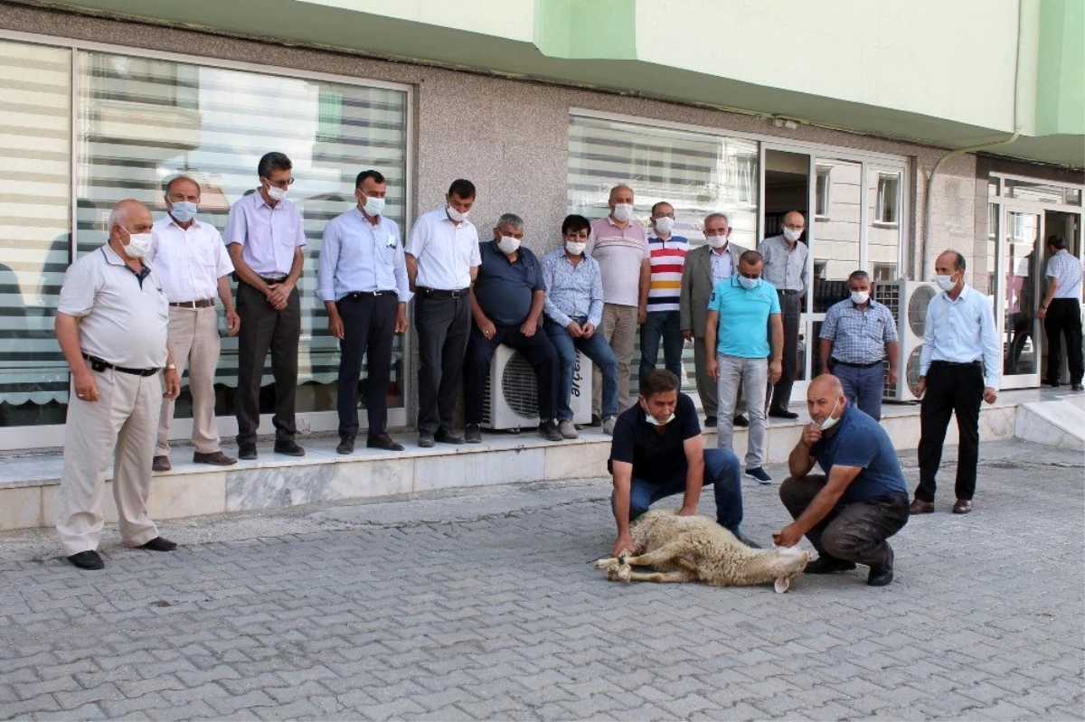 Muhtarlar Kaymakam Deniz Pişkin İçin Kurban Kesti