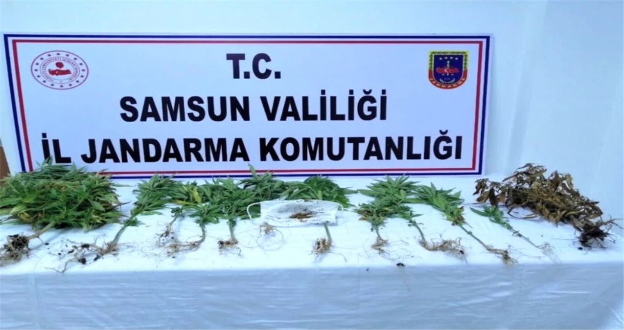 Samsun\'da 162 kök kenevir ele geçirildi, 4 şüpheli gözaltında