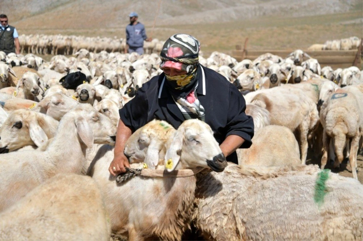 Göçerler bin yıllık yöntemle ekonomiye katkı sağlıyor