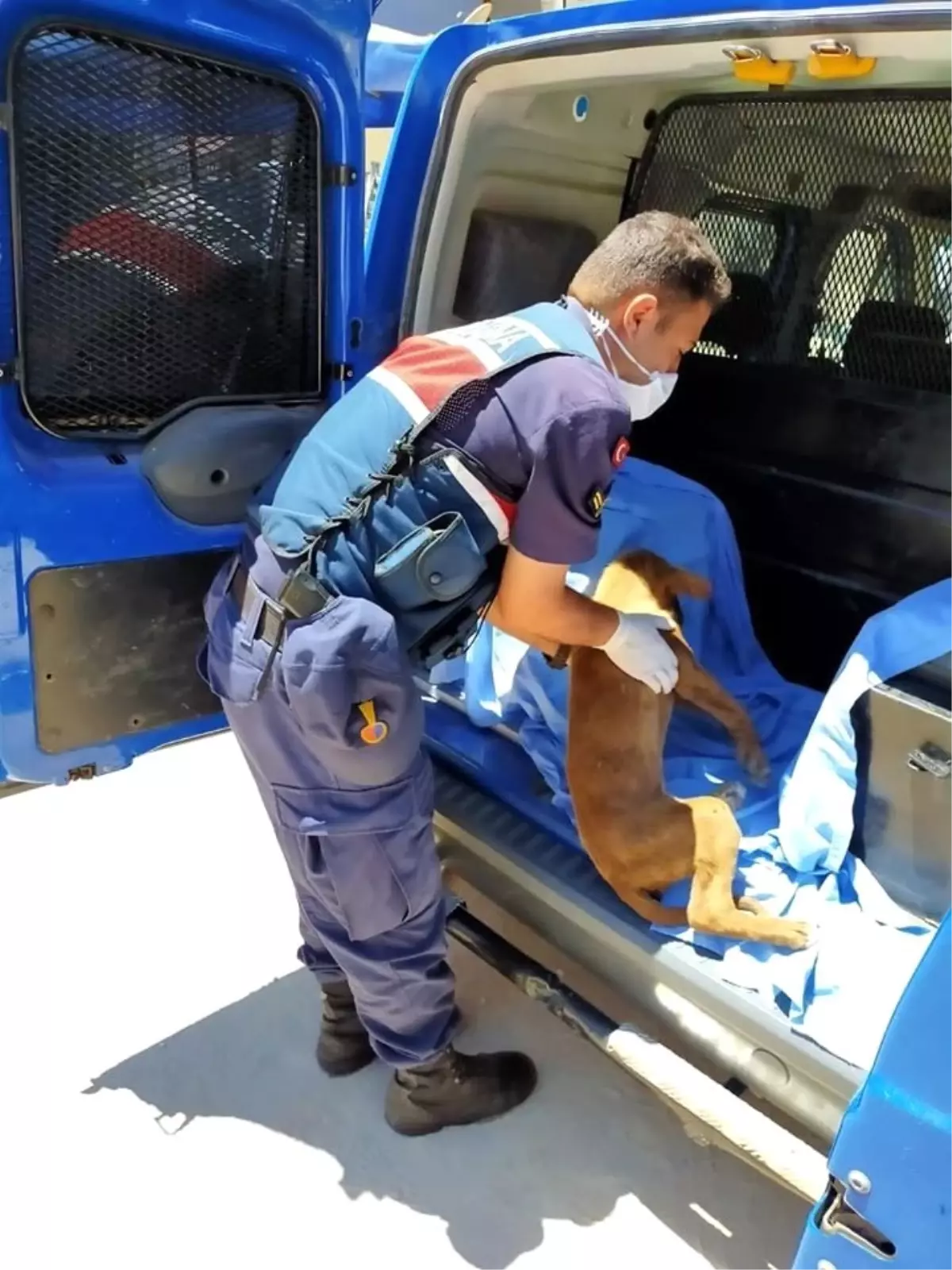 Jandarmanın dikkati ölmek üzere olan köpeğin hayatını kurtardı