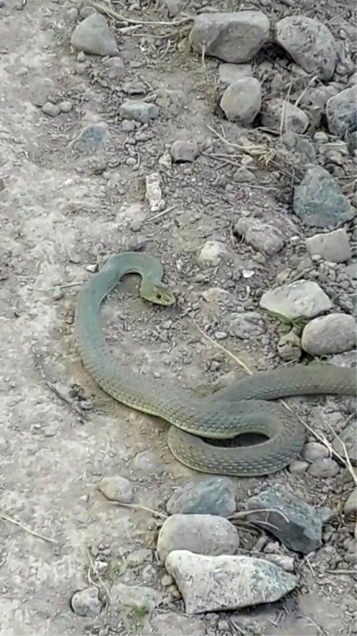 Kavurucu sıcaklarda yılan uyarısı