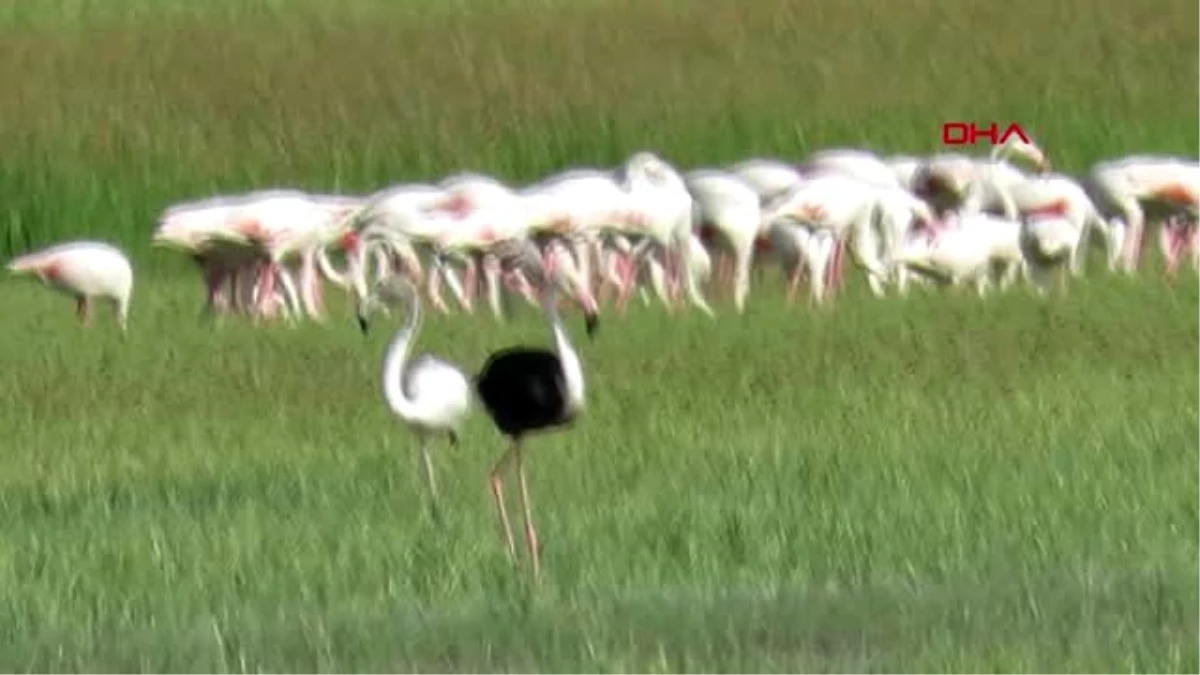 Kayseri\'de siyah flamingo görüntülendi