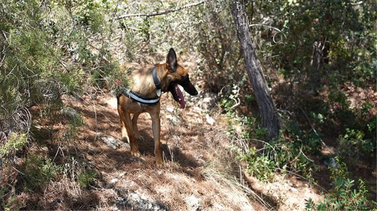 Köpeğin getirdiği insan kafatası polisi alarma geçirdi