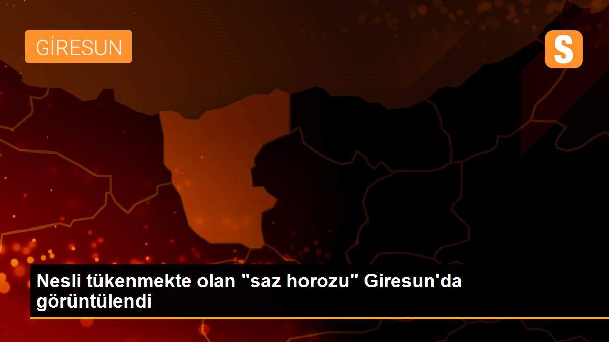 Nesli tükenmekte olan "saz horozu" Giresun\'da görüntülendi