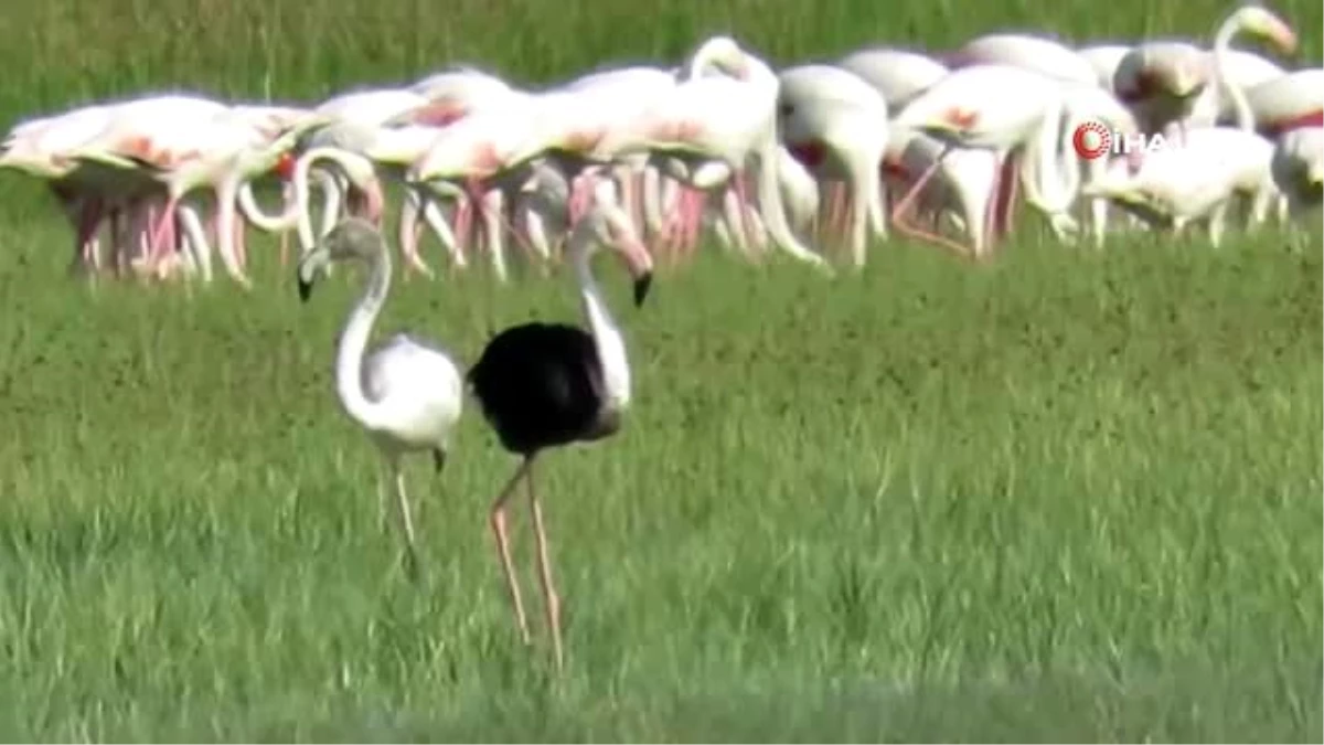 Sultan Sazlığı Milli Parkı\'nda siyah flamingo görüldü