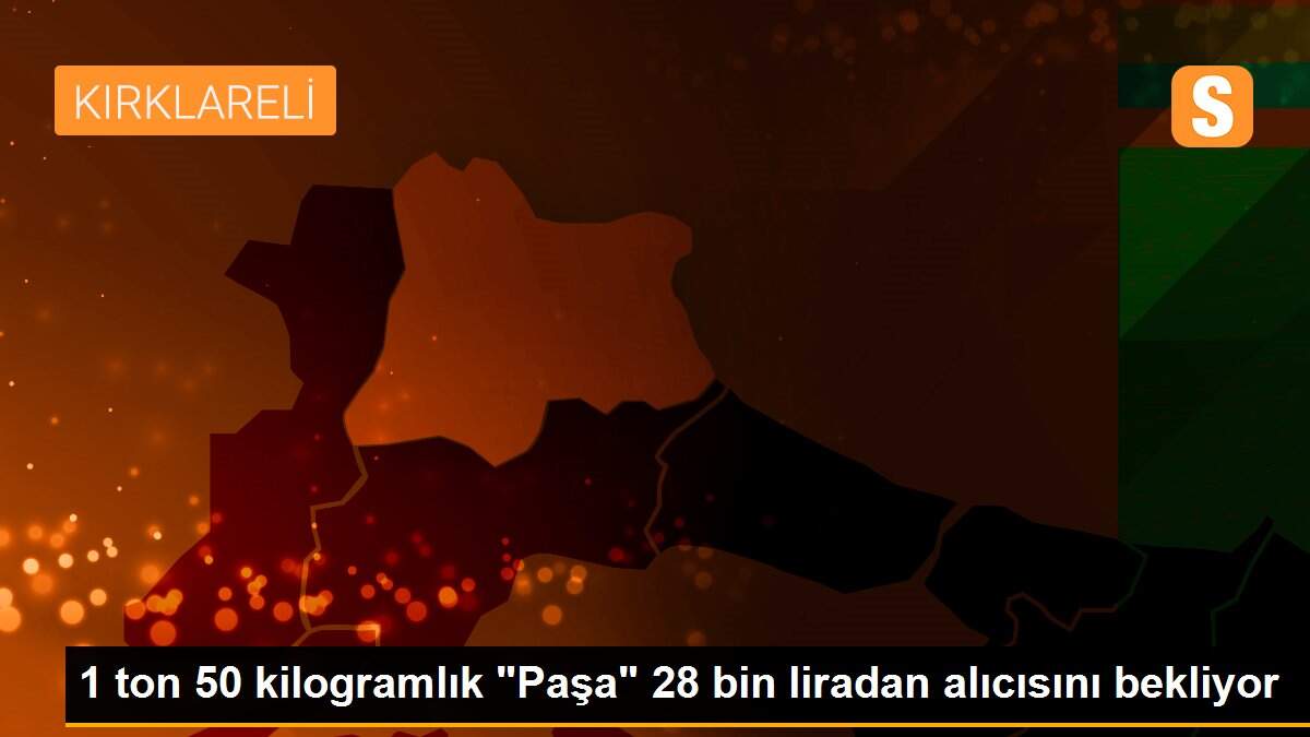 1 ton 50 kilogramlık "Paşa" 28 bin liradan alıcısını bekliyor