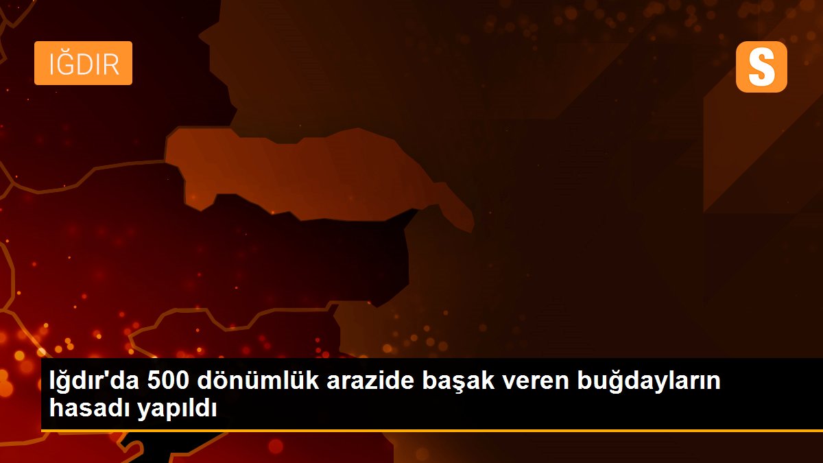 Iğdır\'da 500 dönümlük arazide başak veren buğdayların hasadı yapıldı