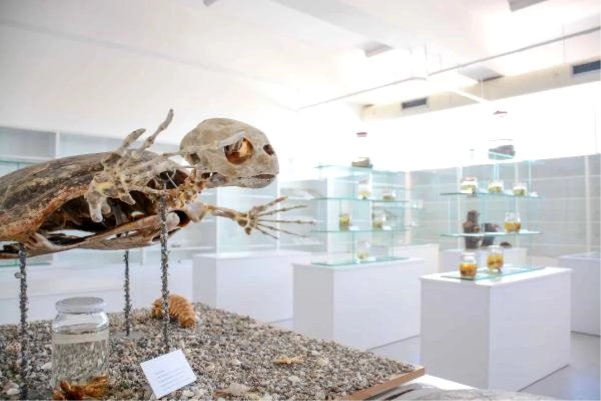 Kıbrıs Herbaryum Müzesi\'ne girişler ücretsiz