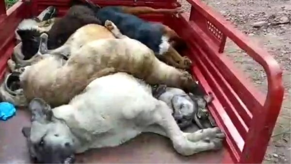 Sokak hayvanlarının diri diri gömüldükleri iddiasına idari soruşturma